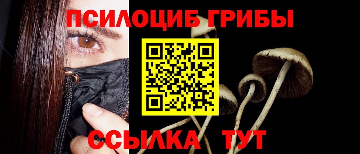 Псилоцибиновые грибы Psilocybe Бутурлиновка